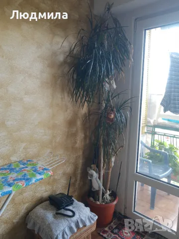 Палма,Драцена,голяма,многогодишна,Прекрасна,Уникална, снимка 4 - Стайни растения - 50223141