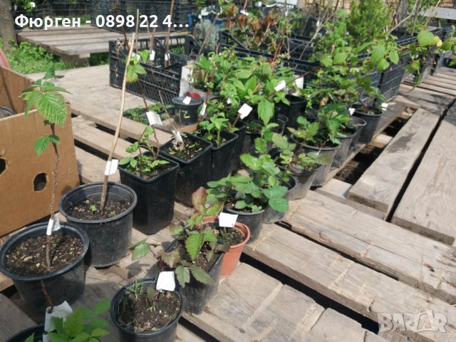 Каскадна ремонтантна къпина - Бляк каскаде, снимка 3 - Разсади - 43518422