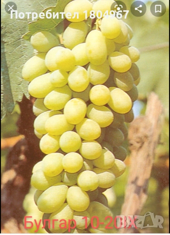 Лозов посадъчен материал , снимка 12 - Разсади - 52487852