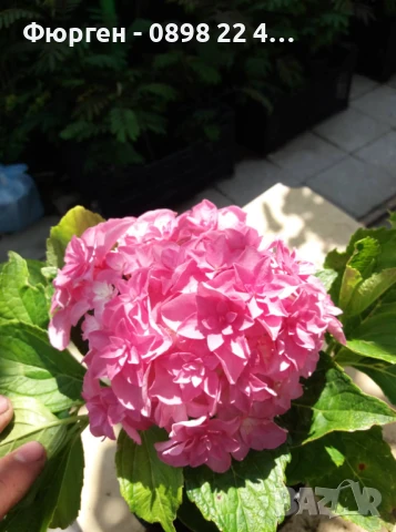 Хортензия Принцеса Даяна - Hydrangea princess Diana, снимка 2 - Разсади - 50962201