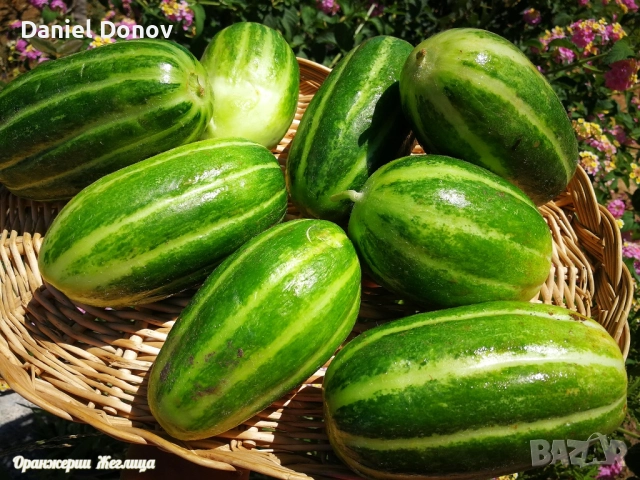 КАТАЛОГ РАЗСАДИ ПРОЛЕТ-ЛЯТО 2026, снимка 16 - Разсади - 52473586