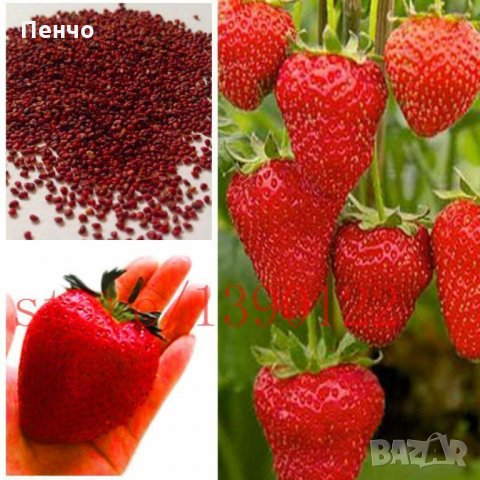 100 гигантски ягодови семена от плод ягода ягоди органични плодови ягодови семена от вкусни ягоди от, снимка 5 - Сортови семена и луковици - 27610133