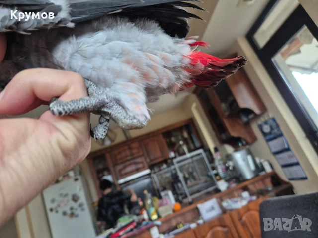 Жако налично, снимка 6 - Папагали - 53581524