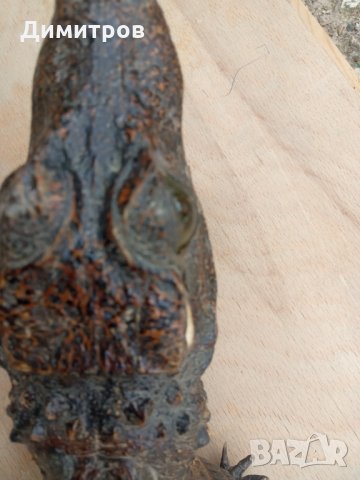 Крокодил препариран, снимка 8 - Декорация за дома - 33125527