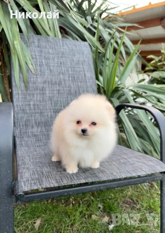 Померан мини момче със втора ваксина, снимка 2 - Померан - 52930855