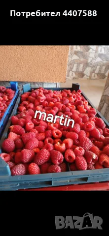 Расзад малини 