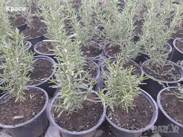 Розмарин, снимка 2 - Градински цветя и растения - 47356877