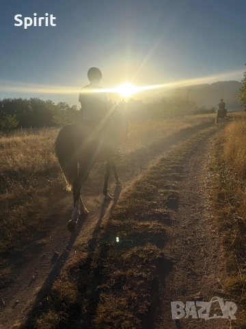 Ездитна арабска шагия Флика, снимка 3 - Коне - 51948635