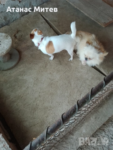 Продавам мъжко мини чихуахуа, снимка 4 - Чихуахуа - 52121822