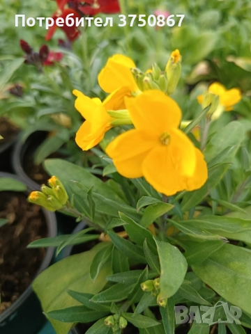 💚🩷💚 Шибой - Sugar Rush Mix, снимка 6 - Градински цветя и растения - 52084869