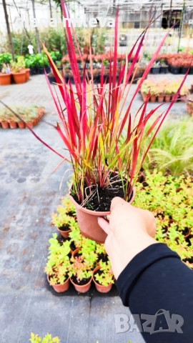Промо пакет от 6 бр студоустойчиви растения, снимка 4 - Градински цветя и растения - 52111446