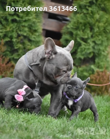 Син Френски булдог мъжки и женски булдог , снимка 1