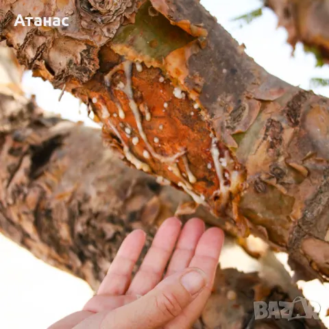 Бял Тамян от ОМАН натурален !!!, снимка 3 - Други - 32199948