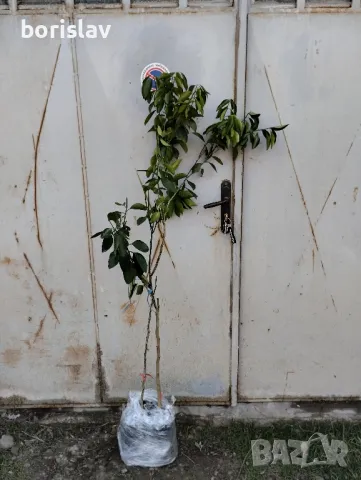 Плодородни портокали