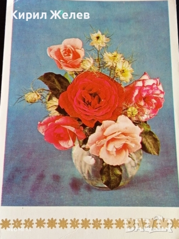 Четири пощенски картички МЕДОВА ПЕРУНИКА, СТРАНДЖАНСКА ЗВЪНИКА,ВОДНА ЛИЛИЯ 26474, снимка 6 - Филателия - 51697755