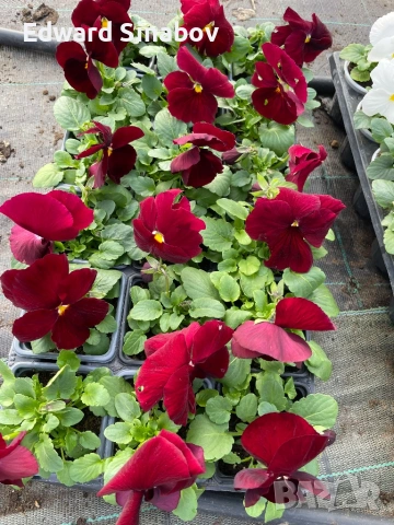 Теменужки с едри цветове, снимка 10 - Градински цветя и растения - 53468468