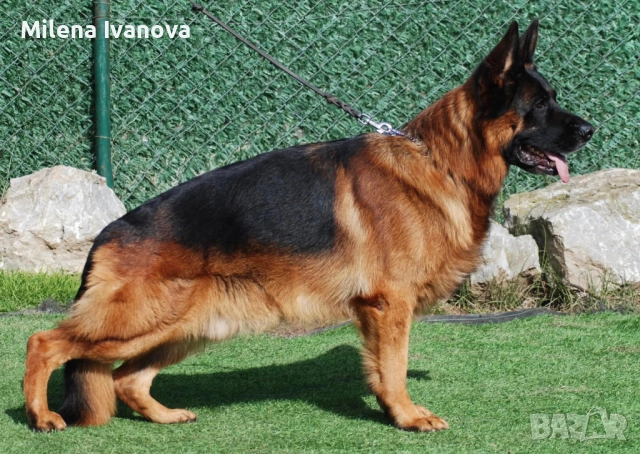 Отлично мъжко куче за разплод , снимка 12 - Немска овчарка - 51534737