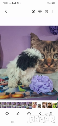 малка принцеса порода Ши тцу, снимка 4 - Ши Тцу - 53444041