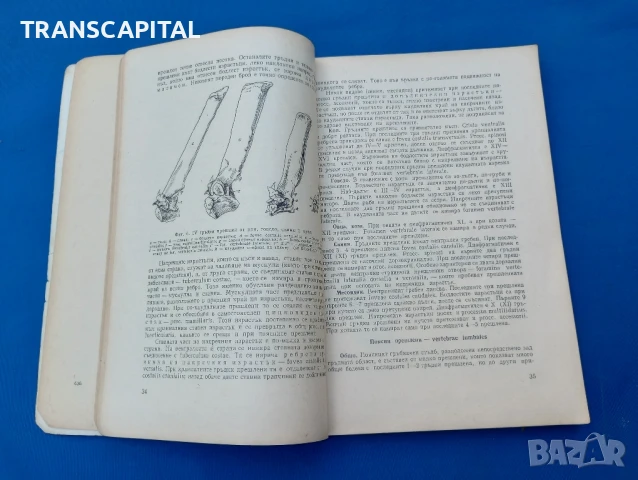 Анатомия на домашните животни , снимка 3 - Антикварни и старинни предмети - 51338249