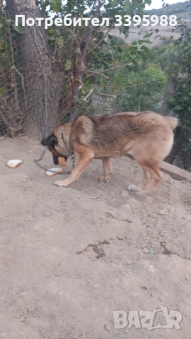 Подаряваме куче, снимка 4 - Изгубени/намерени - 52381561