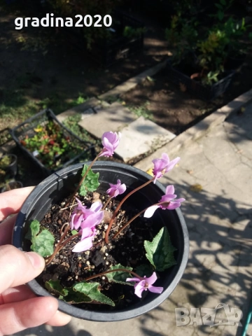 Горска Циклама - Студоустойчива Луковици и Растения , снимка 6 - Разсади - 47208080