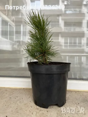 Дръвче Сибирски Кедър ( Pinus Sibirica ), снимка 1 - Градински цветя и растения - 48307470