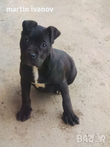 Мъжко питбулче, снимка 5 - Питбул - 53513097