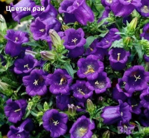 Три вида кампанула камбанка, гломерата и пирамидалис , снимка 2 - Градински цветя и растения - 52854164