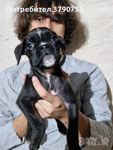 Боксер , снимка 5 - Боксер - 52847032