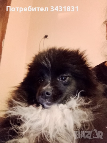 Померан на три месеца.Със всички ваксини, момиче!Много гальовно. , снимка 8 - Померан - 52158026