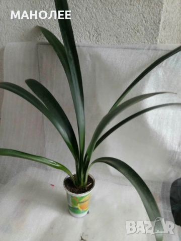 🪷💐🪻Кливия👌💮🎁, снимка 3 - Стайни растения - 53230328