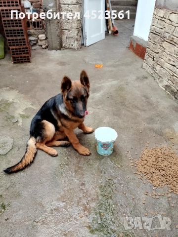 Немска овчарка, снимка 2 - Немска овчарка - 53275547