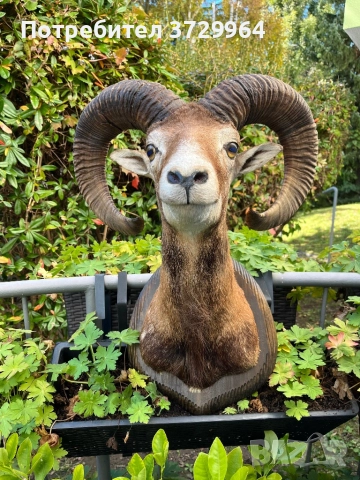 Трофеи от муфлони, снимка 9 - Други - 50464152