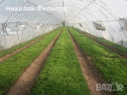 Продавам разсад за Домати и Пипер, снимка 3 - Разсади - 43855260