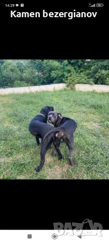 Кане Корсо , снимка 4 - Кане корсо - 52342406