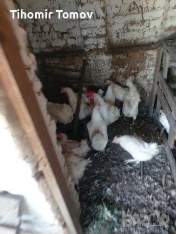 продавам кокошки петли пуйки , снимка 2 - Кокошки и пуйки - 50297951