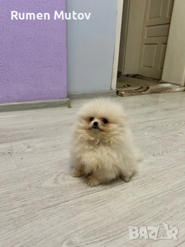 Померан , снимка 3 - Померан - 52892964