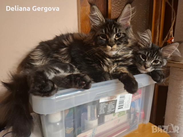 Котета Мейн кун, снимка 8 - Мейн кун - 53102328