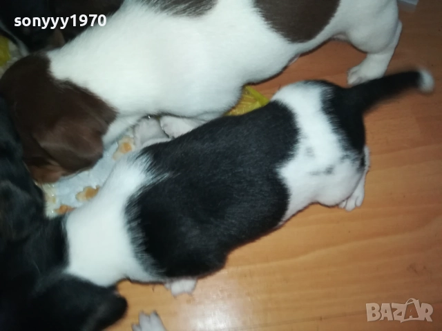 ДЖАК РЪСЕЛ 250ЛВ ЗА КУТРЕ 2509251343, снимка 14 - Джак ръсел териер - 51834098