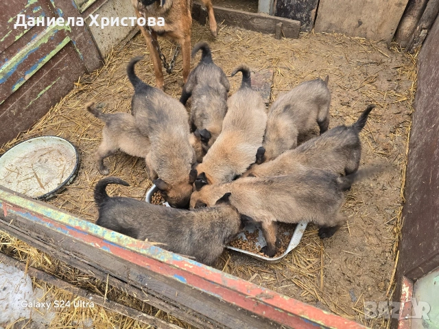 Бебета Белгийска овчарка , снимка 4 - Белгийска овчарка - 53119072