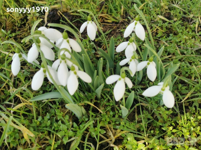 LOT КОКИЧЕТА ЗА МОМИЧЕТА 0902261847, снимка 18 - Градински цветя и растения - 53417887