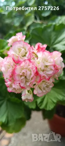 Сортови мушката , снимка 1