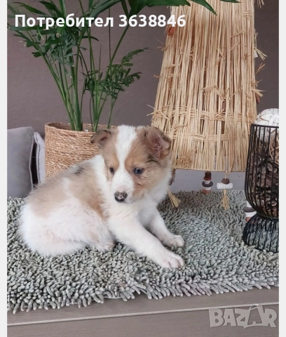 Бордър коли, снимка 3 - Бордър коли - 52849731