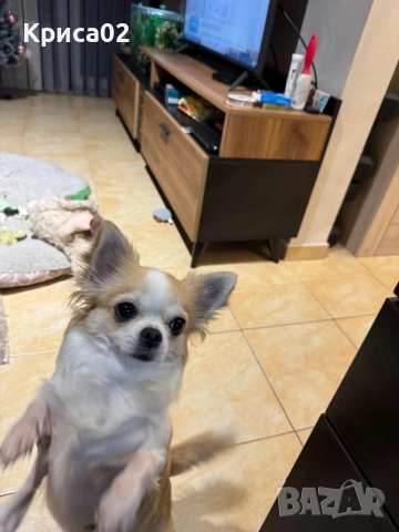 Търси партньор, снимка 4 - Чихуахуа - 52826527