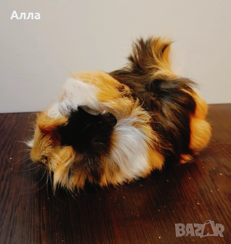 Продава малки морски свинчета , снимка 5 - Морски свинчета - 53487794