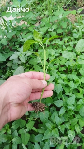 Приемам поръчки за разсад 2026г , снимка 6 - Разсади - 53216709