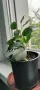 Продавам Бенджамини, височина 30-35 см, снимка 8
