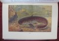 1956г.Научна Книга Илюстрации за Рибите и Водните Обитатели, снимка 6