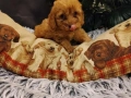 Кокер шпаньол , снимка 3