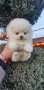 Померан померанче, снимка 7